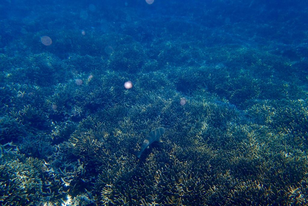 Numerous black tip reef sharks at Pigeon Island